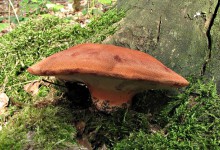 Kam na houby v okolí Brna