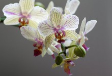 Výstava orchidejí v botanické zahradě na Albertově