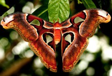 Výstava motýlů ve skleníku Fata Morgana