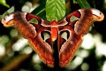 Výstava motýlů ve skleníku Fata Morgana
