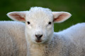 27. dubna startují Ratibořické ovčácké slavnosti 2024