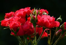 Soutěž růží v Hradci Králové