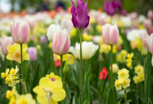 Květy jara do dubna v liberecké botanické zahradě