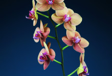 Vydejte se za orchideemi